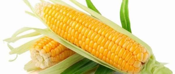 Кукуруза и подагра